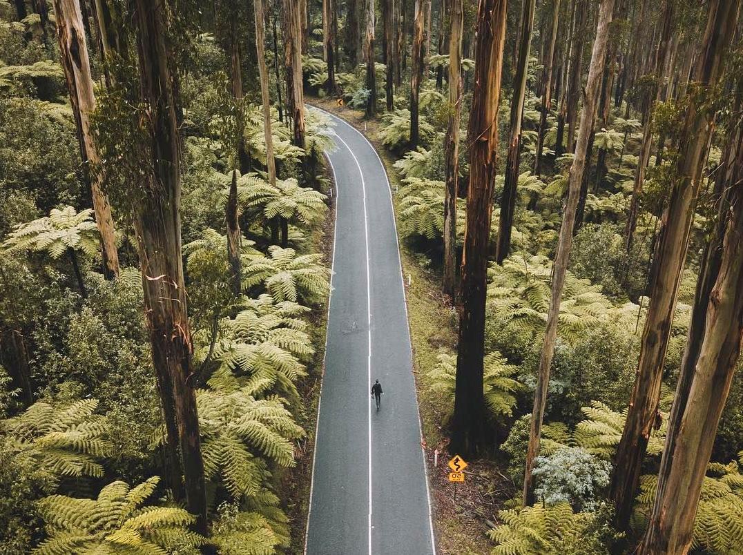 Drive through the Black Spur: A Scenic Trip amidst Towering Trees and Lush Ferns