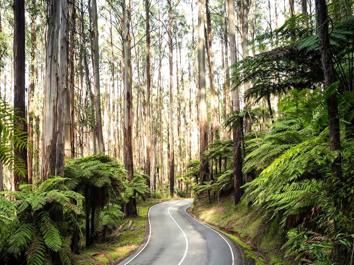 Discover the Black Spur: A Picturesque Route through Verdant Forests and Fern-filled Gullies