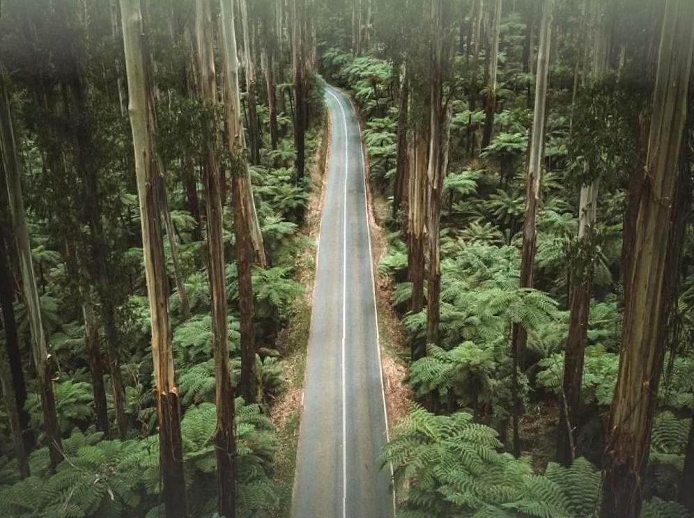 A Beautiful Drive on the Black Spur: Immersed in Towering Woodlands and Fern Landscapes